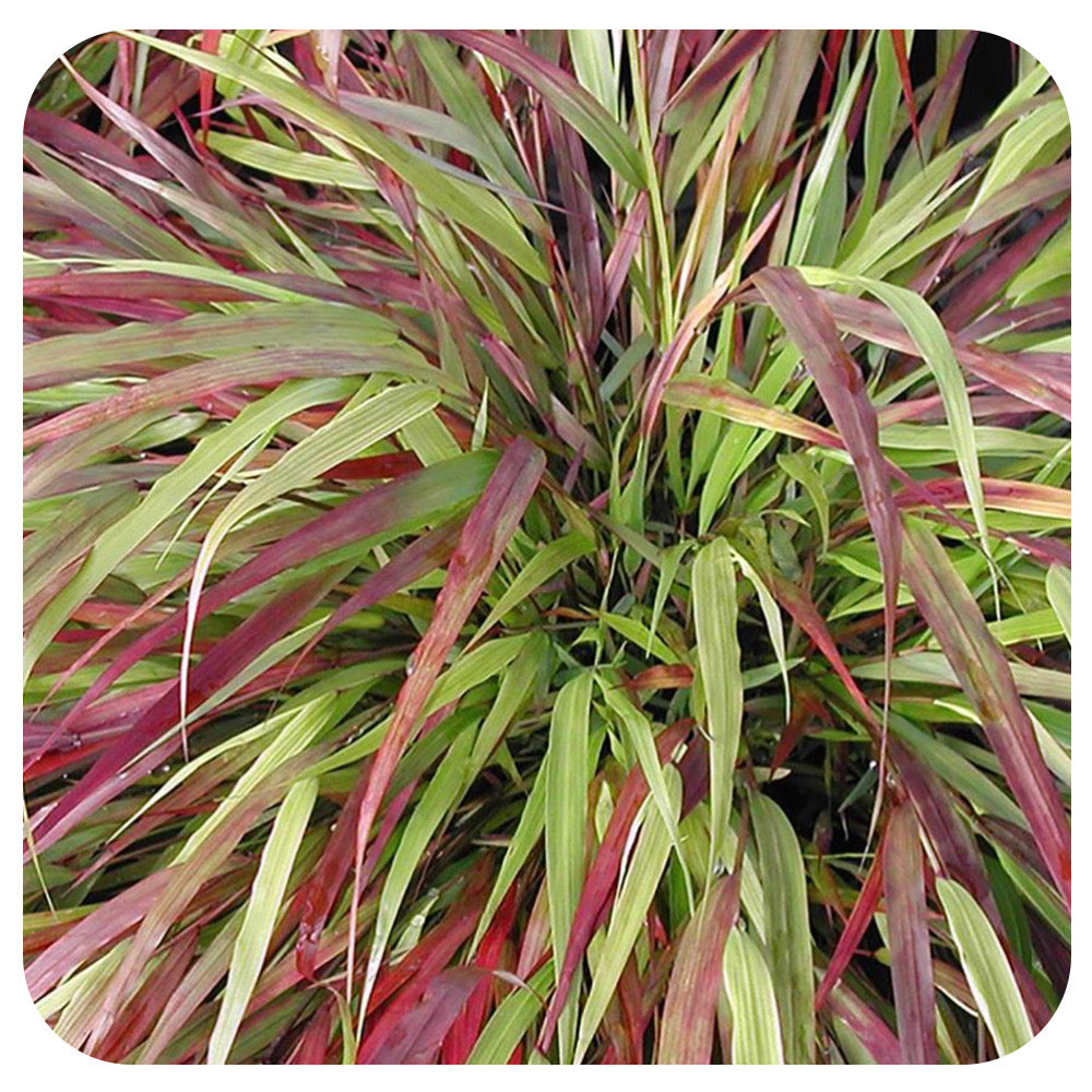 Japanese Forest Grass ‘Beni -Kaze’ (Hakonechloa macra)