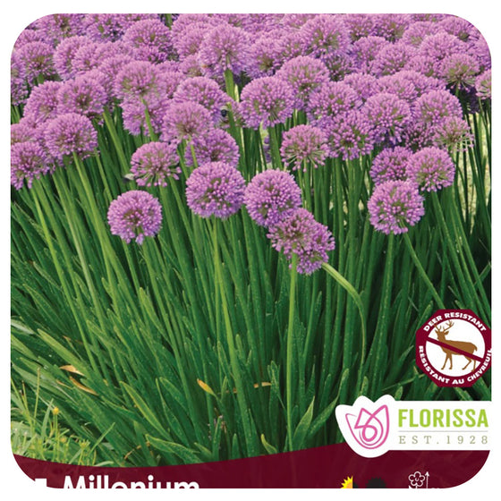 Allium Millenium Bulbs