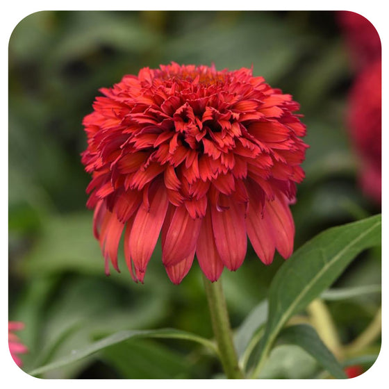 Echinacea 'Double Scoop Raspberry Deluxe'