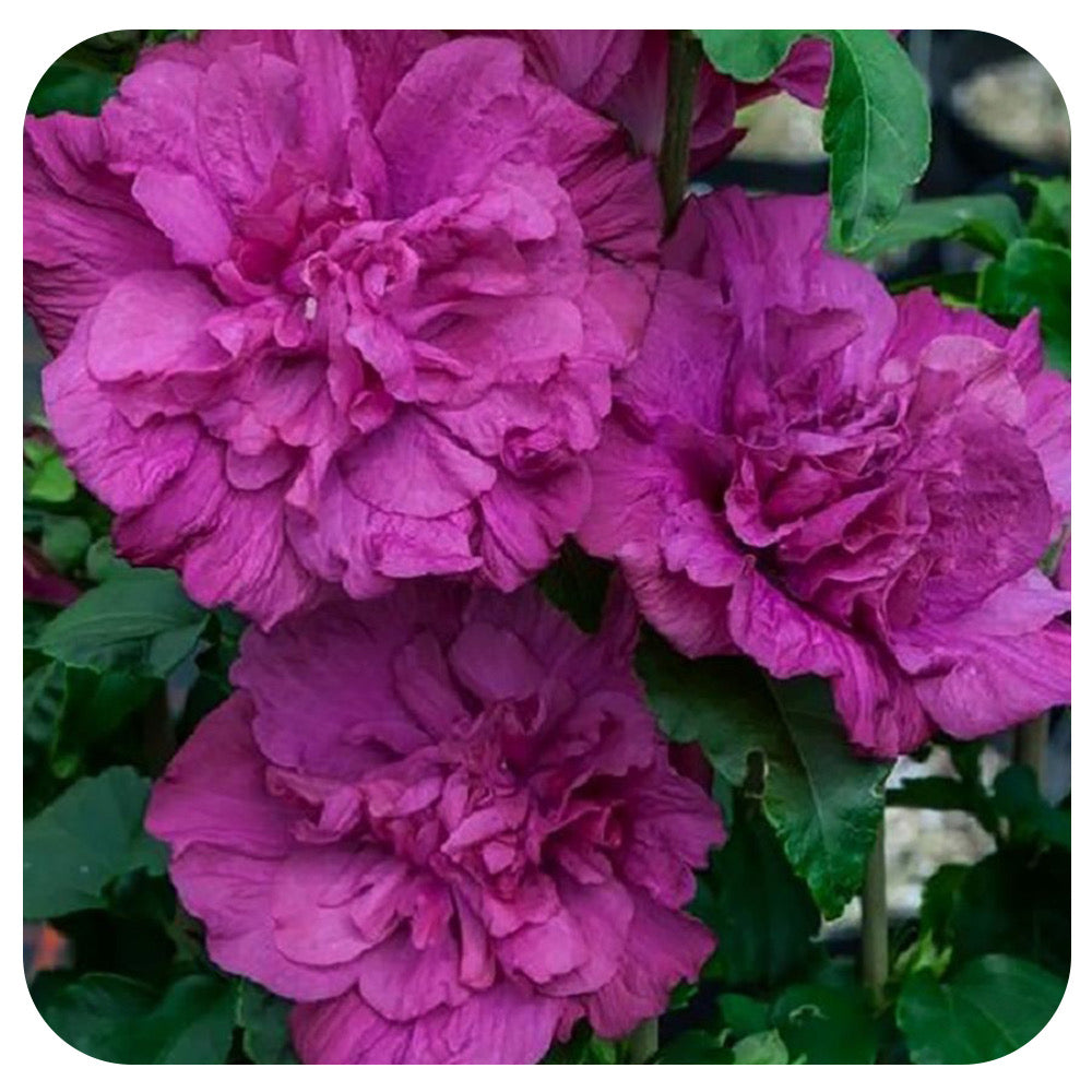 Rose of Sharon 'Magenta Chiffon' by Proven Winners