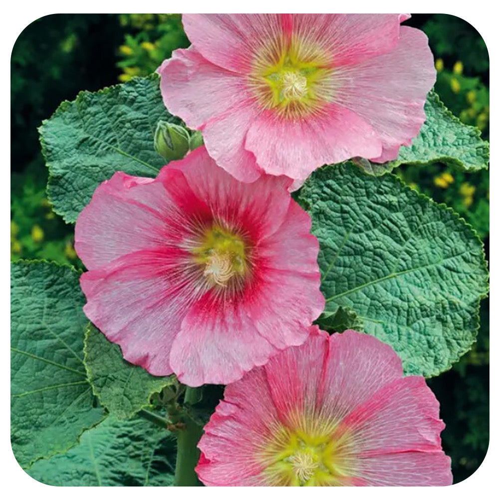 Alcea Spotlight 'Radiant Rose'