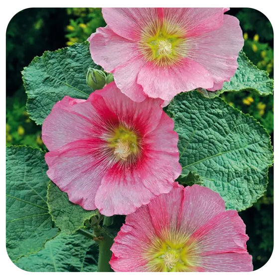 Alcea Spotlight 'Radiant Rose'