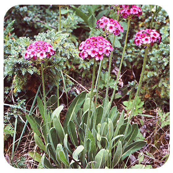 Bergenia purpurascens