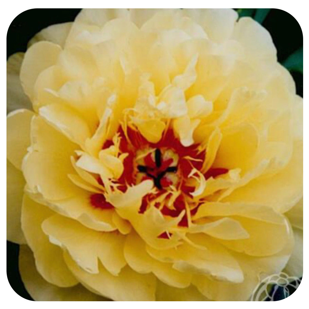 Peony ‘Yellow Waterlily’ (Itoh Hybrid Peony)