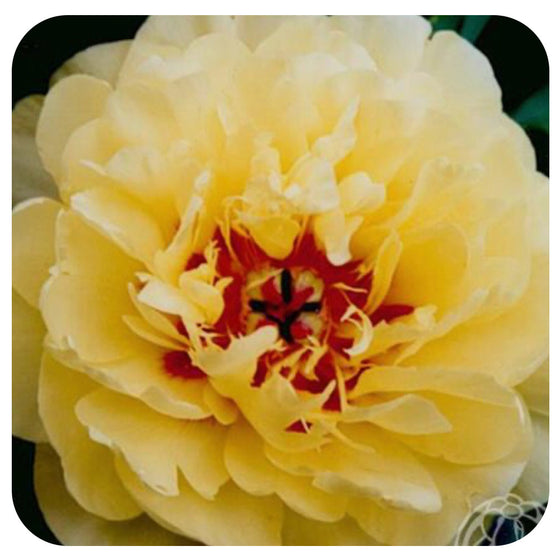 Peony ‘Yellow Waterlily’ (Itoh Hybrid Peony)