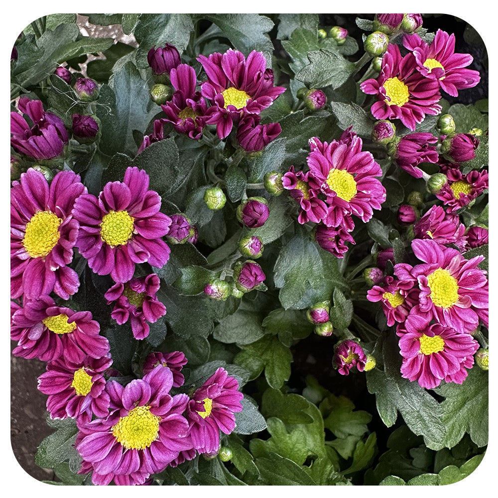 Fleurette Chrysanthemum (Mums)