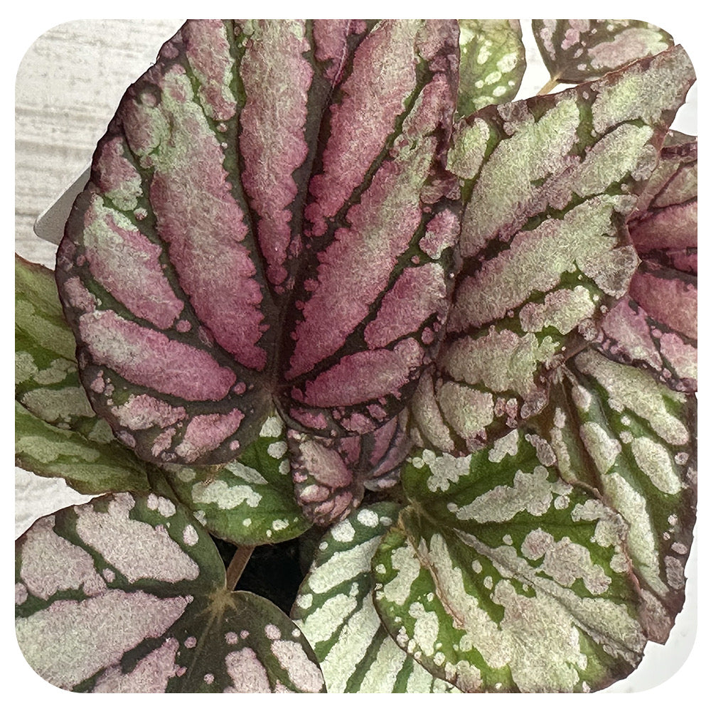 Rex Begonia - Metallic Silver and Pink