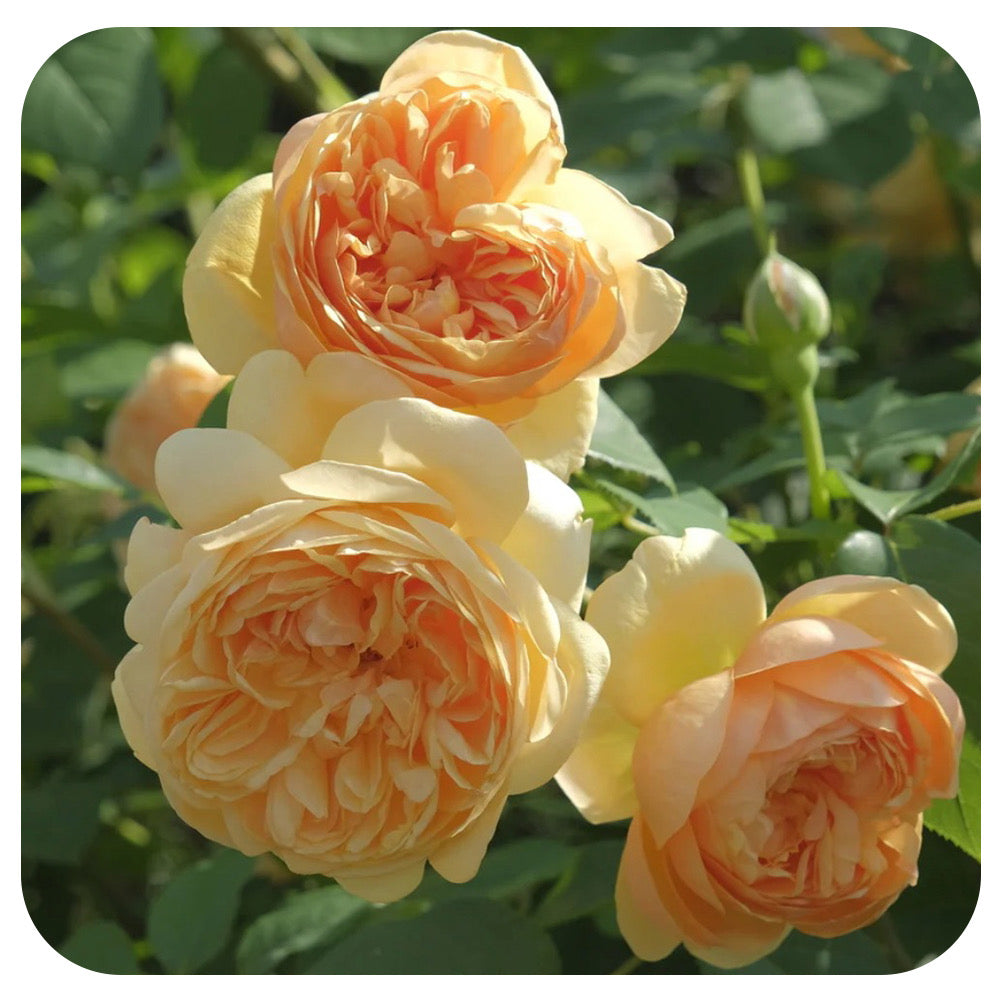 Bring Me Sunshine™ Rose by David Austin (New for 2025)