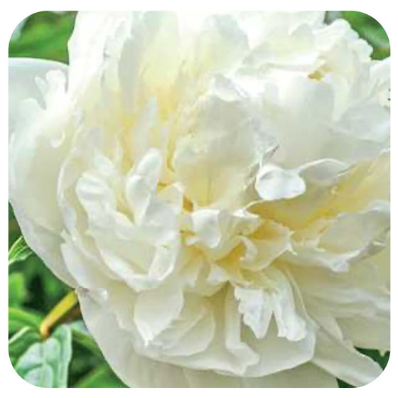 Paeonia ‘Duchesse de Nemours’
