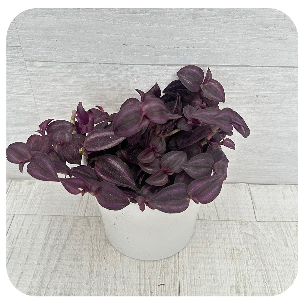 Purple Zebra Plant  'Purple Passion' (Tradescantia)