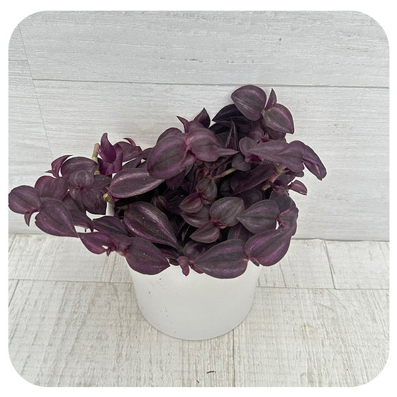 Purple Zebra Plant  'Purple Passion' (Tradescantia)