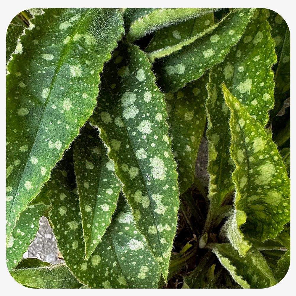 Pulmonaria 'Lisa Marie' (Lungwort)