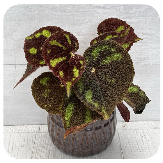 Begonia Masoniana 'Boulder'