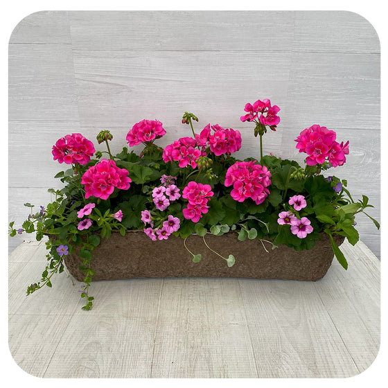 Window Box - Two-tone Geranium with Blue Bacopa