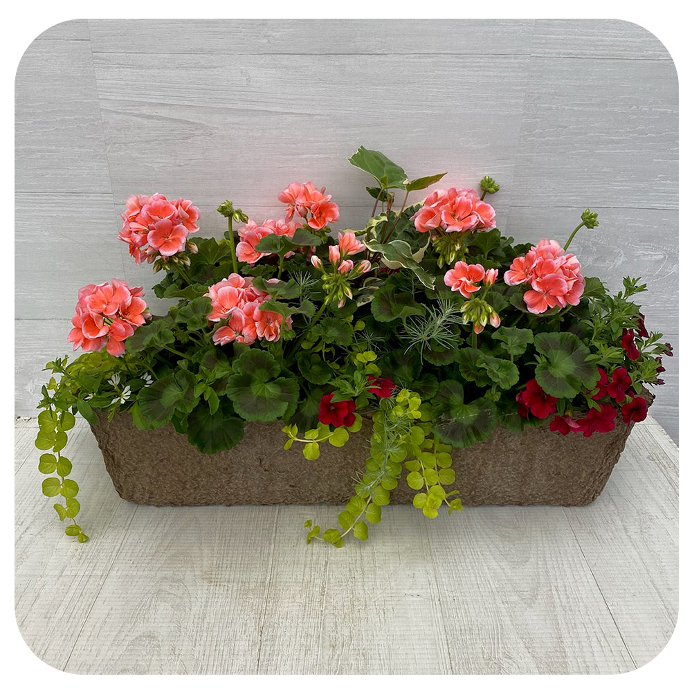 Window Box Sun- Salmon Geranium with Red Calibrachoa