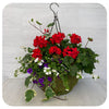 Moss Hanging Basket Sun - Red Geranium with White Bacopa and Blue Calibrachoa