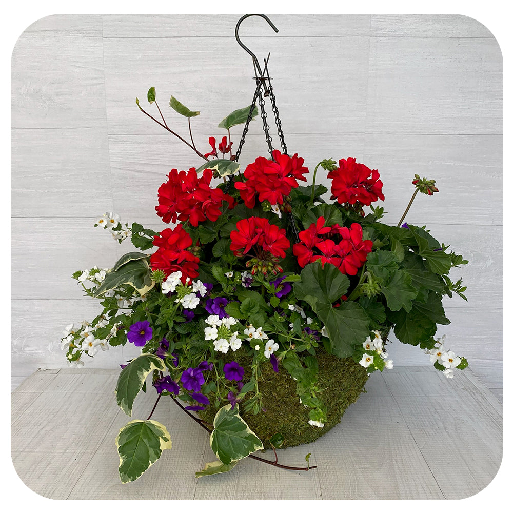 Moss Hanging Basket Sun - Red Geranium with White Bacopa and Blue Calibrachoa