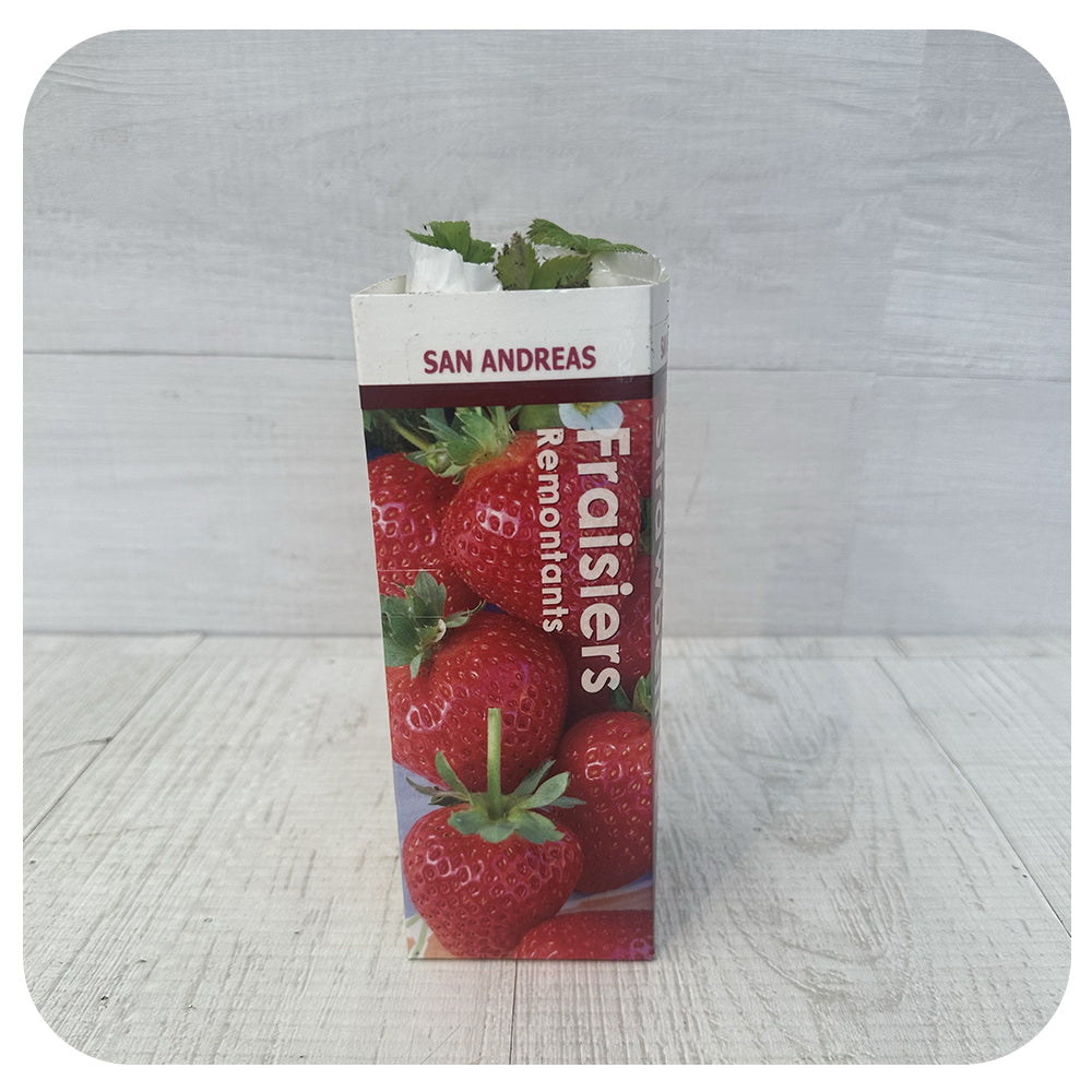 Strawberry Everbearing (Multi-plant)