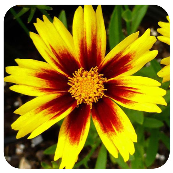 Coreopsis 'Golden Stardust'