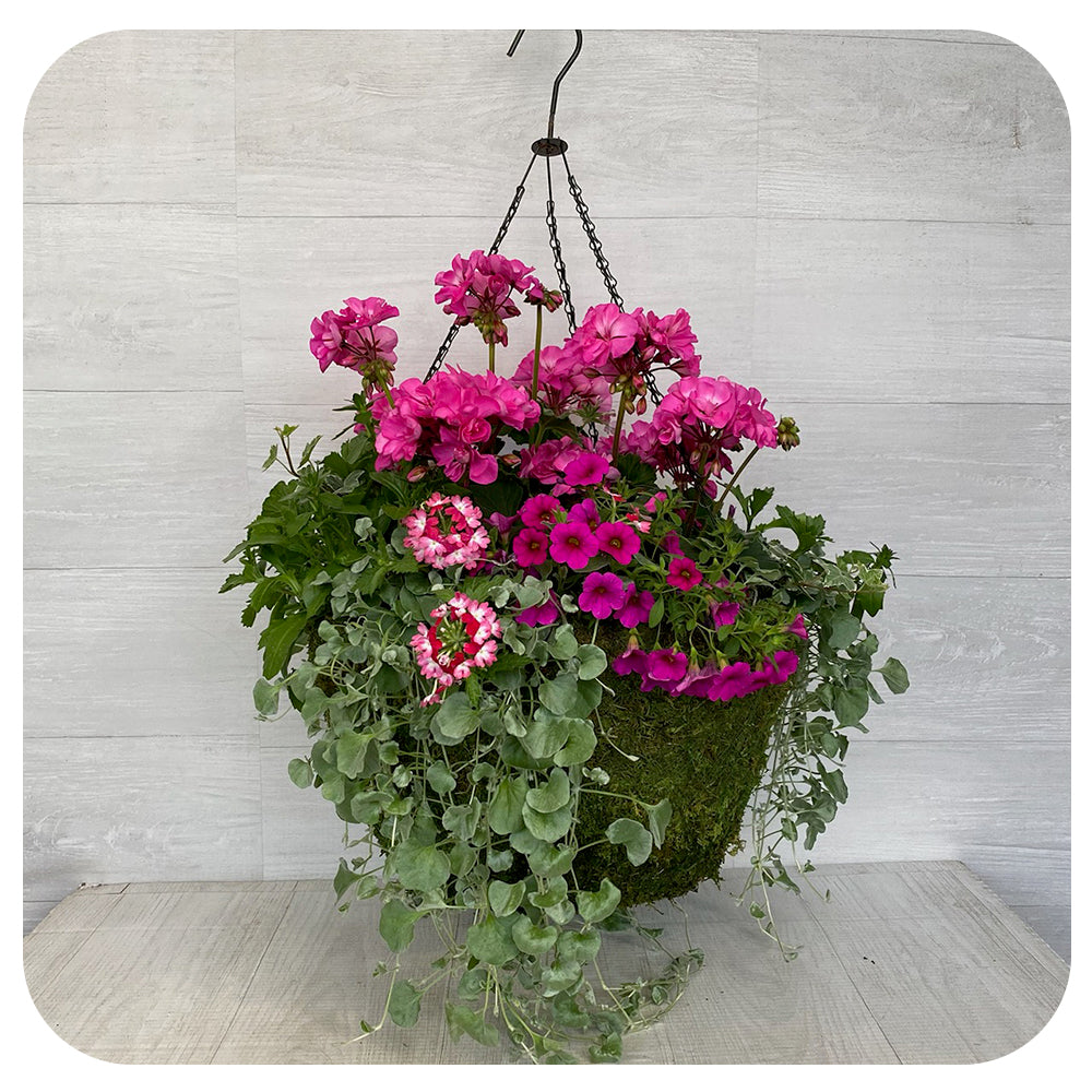 Moss Hanging Basket Sun - Purple Mix