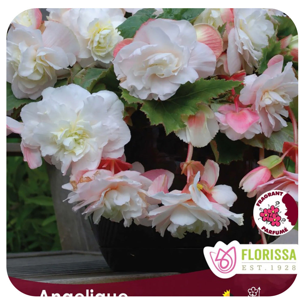 Begonia 'Angelique' Bulbs