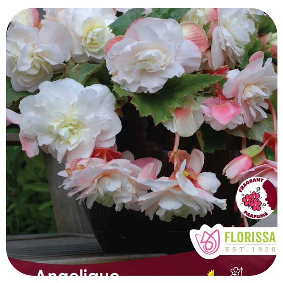 Begonia 'Angelique' Bulbs