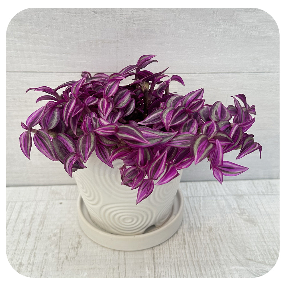 Zebra Plant "Pink Paradise' (Tradescantia)