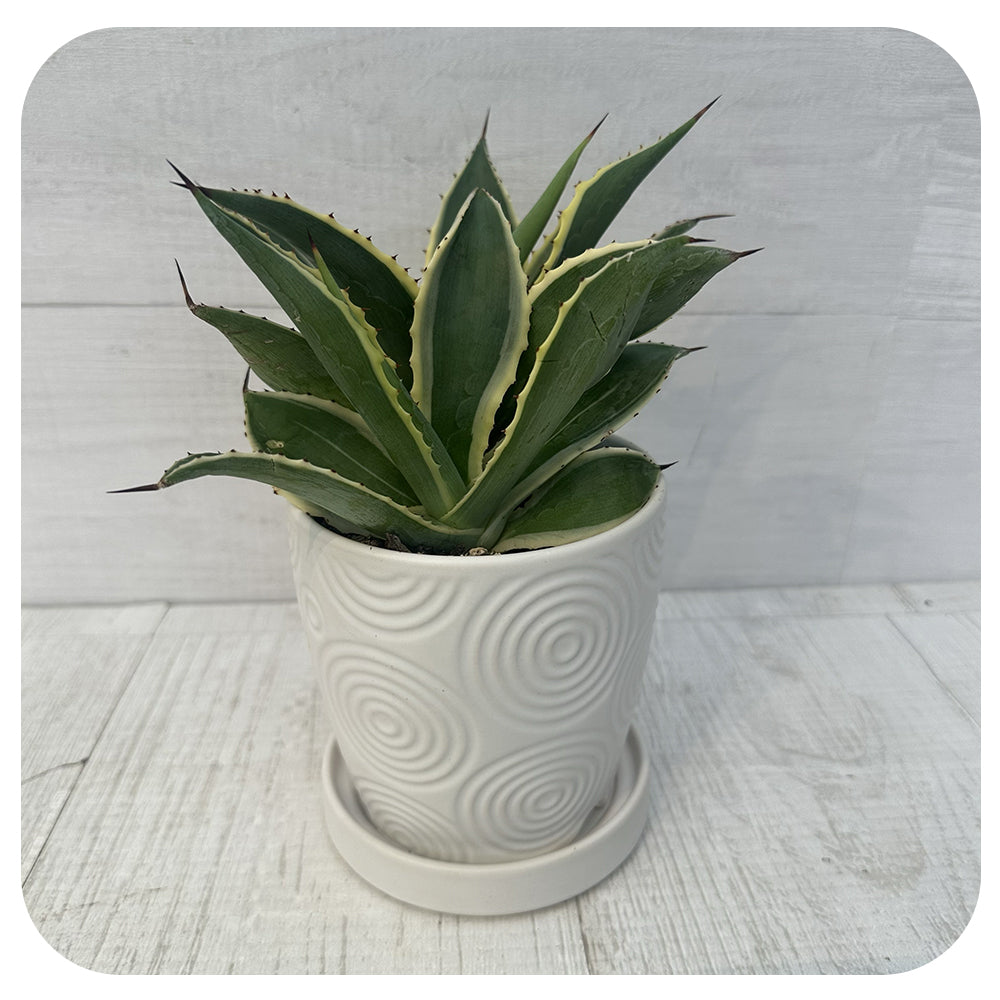 Variegated Agave