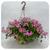 Ivy Geranium Hanging Basket - Mini Cascade Cool Pink