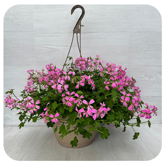 Ivy Geranium Hanging Basket - Mini Cascade Cool Pink 10"