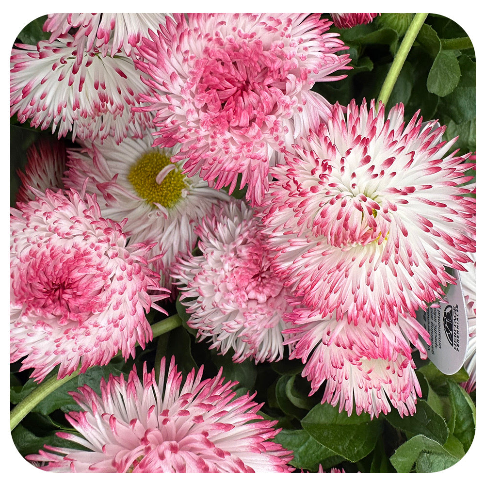 Bellis perennis Habanera White/ Red Tips  (Red and White English Daisy)