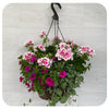 Hanging Basket Sun - Pink Splash Geranium with Calibrachoa