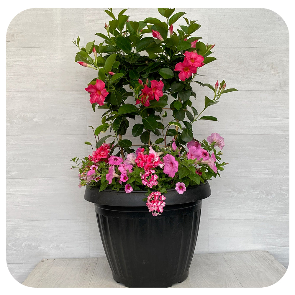 Sun arrangement Mega - Pink Mix