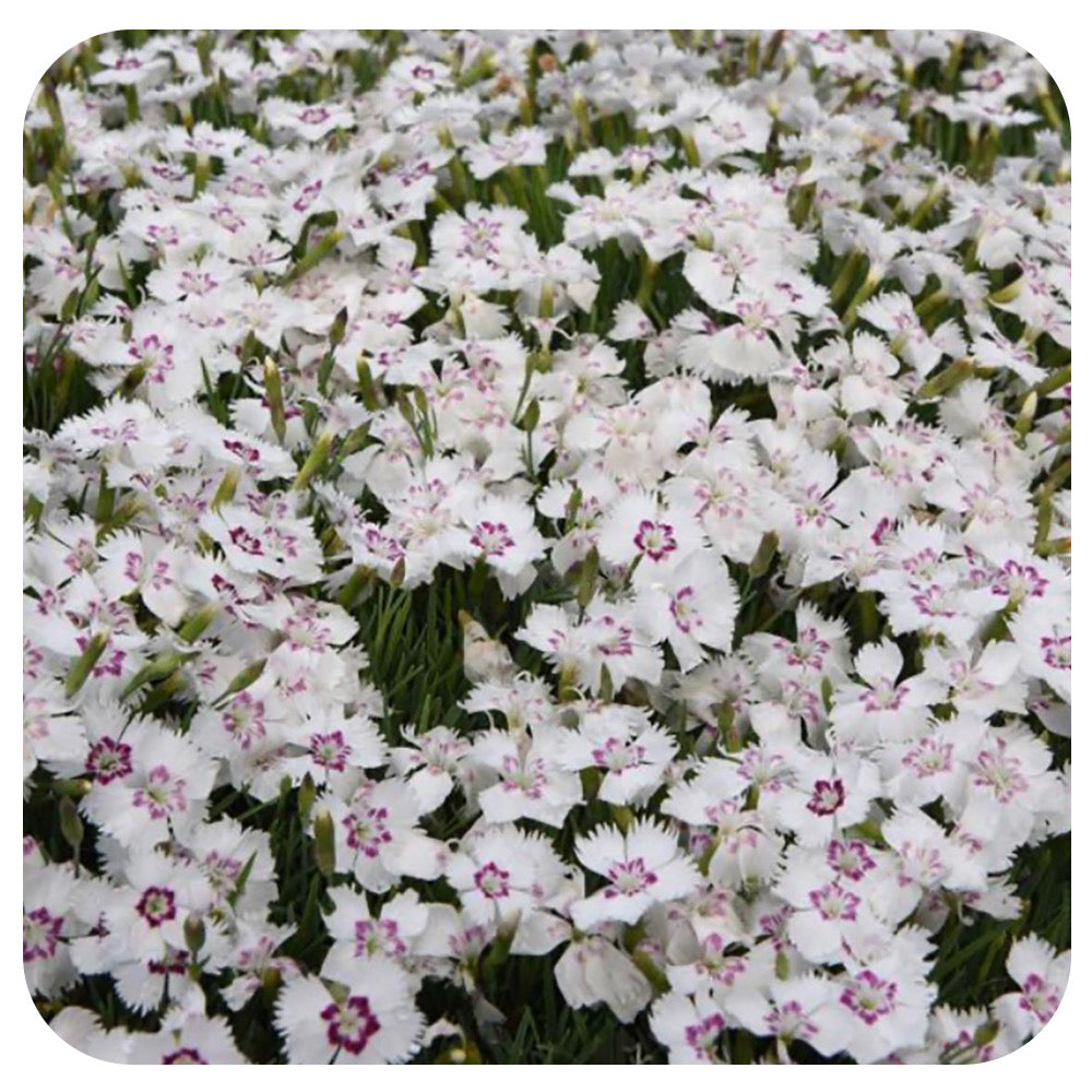 Dianthus  'Mountain Frost White Twinkle'