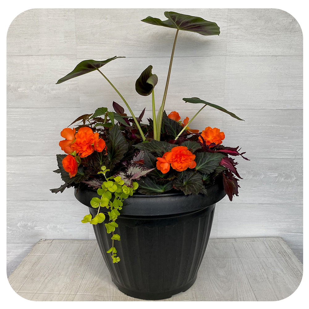 Shade arrangement Mega Orange with Colocasia