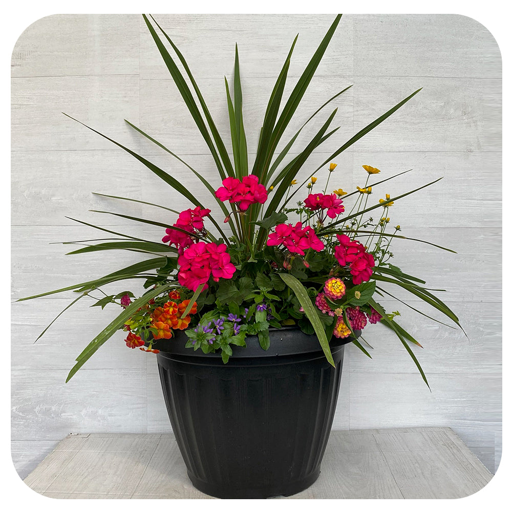 Sun arrangement Mega - Magenta with blue Bidens and Lantana