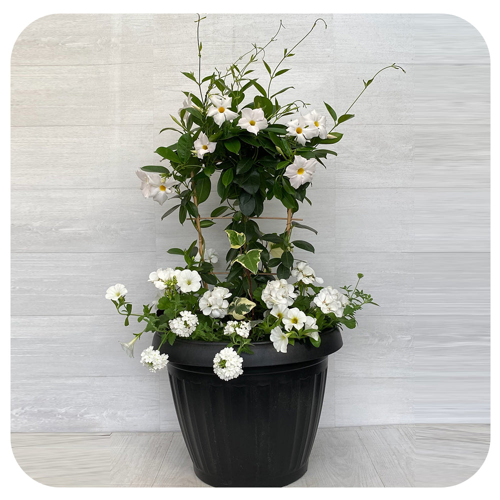 Sun arrangement Mega - White Mix