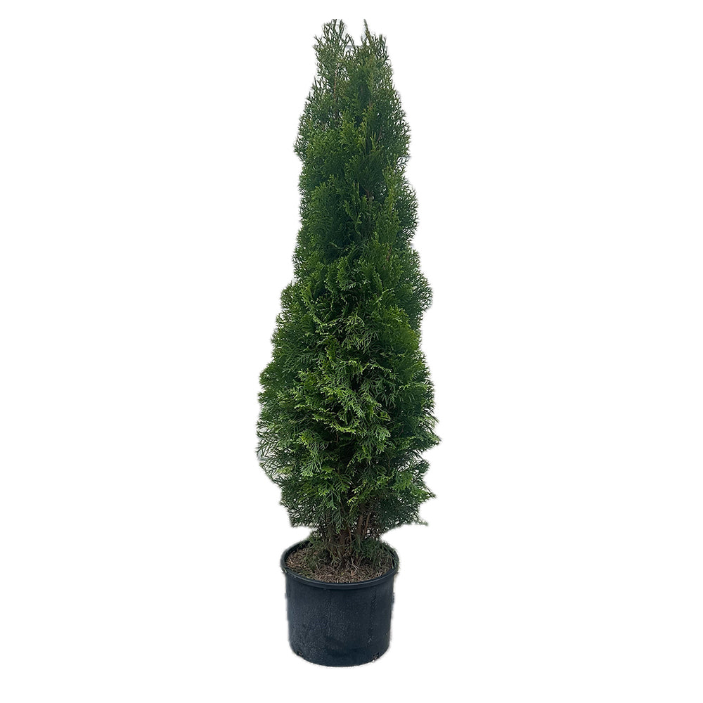 Potted Emerald Cedar