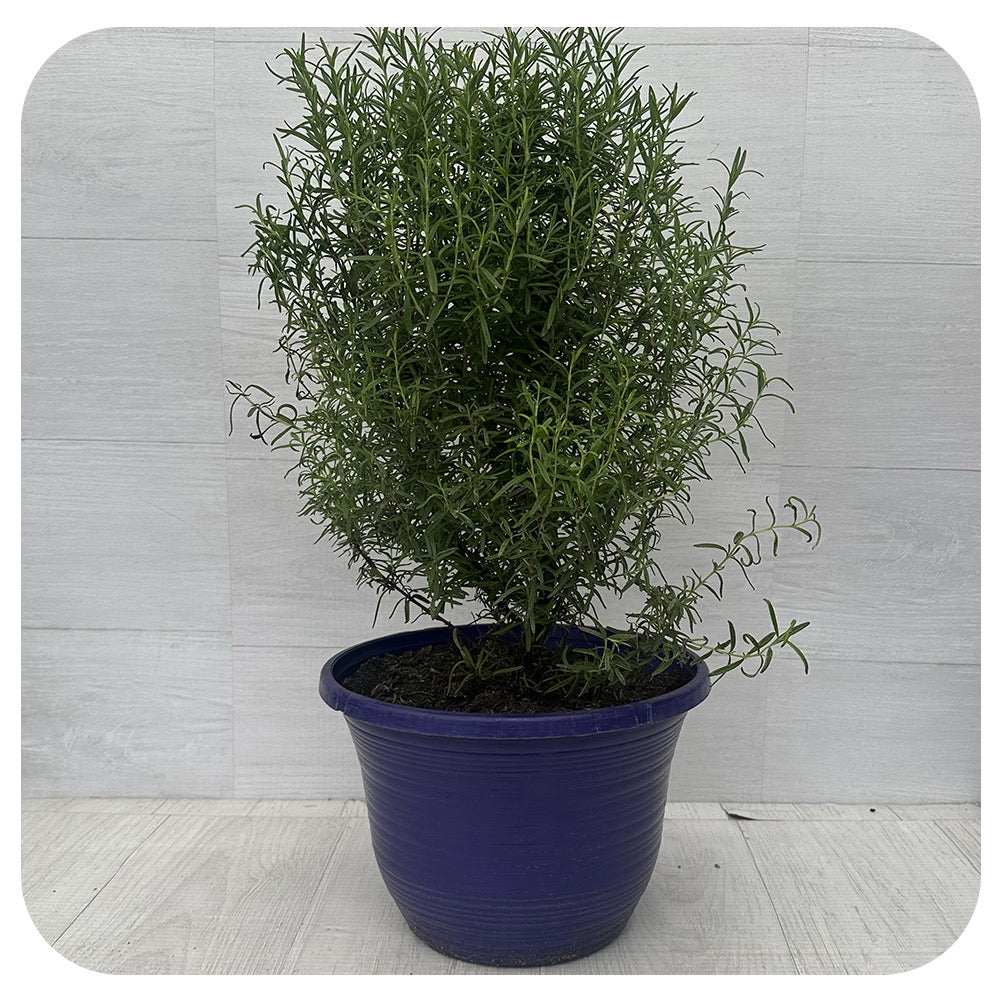 Rosemary