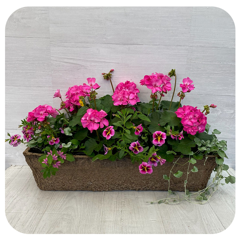 Window Box - Purple Geranium with yellow Sanvitalia