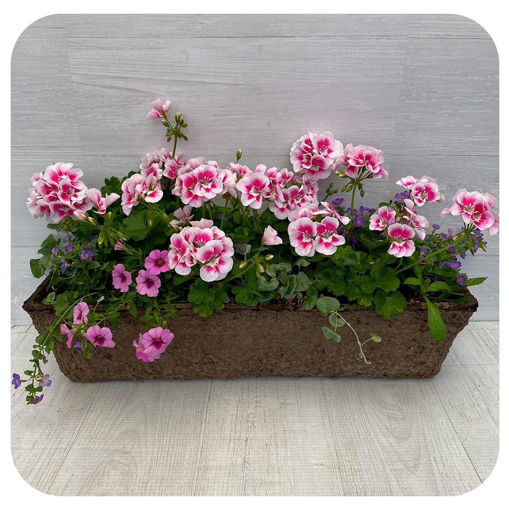 Window Box Sun- Pink Splash Geranium with Blue Bacopa