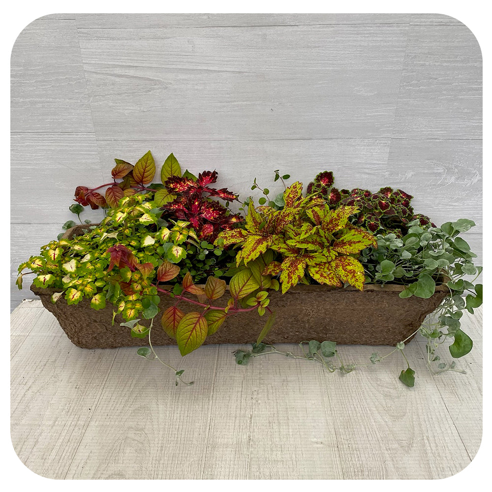 Window Box - Coleus Mix