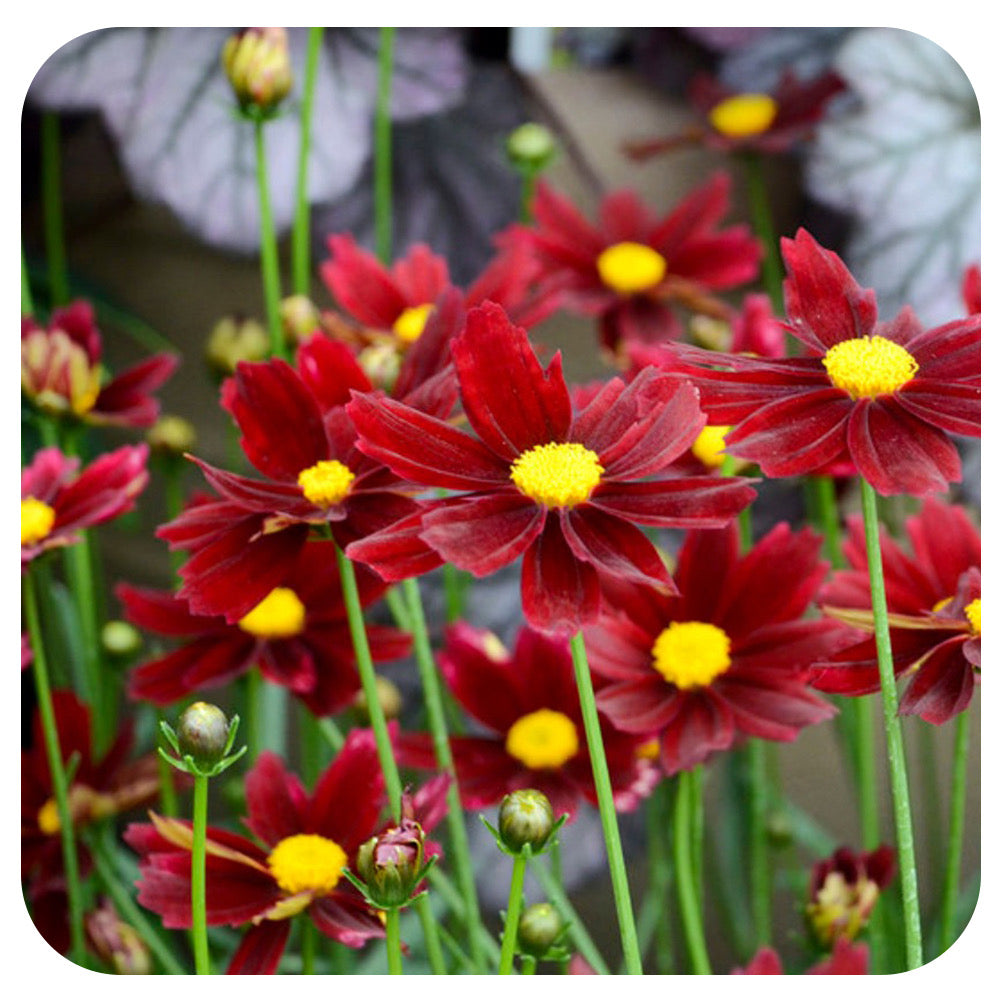Coreopsis 'Li'l Bang Red Elf'