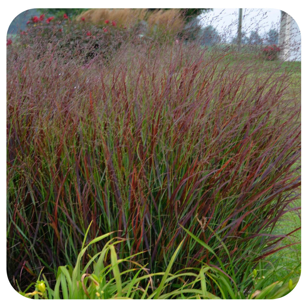 Panicum v. Prairie Winds 'Cheyenne Sky' by Proven Winners (Red Switch Grass)