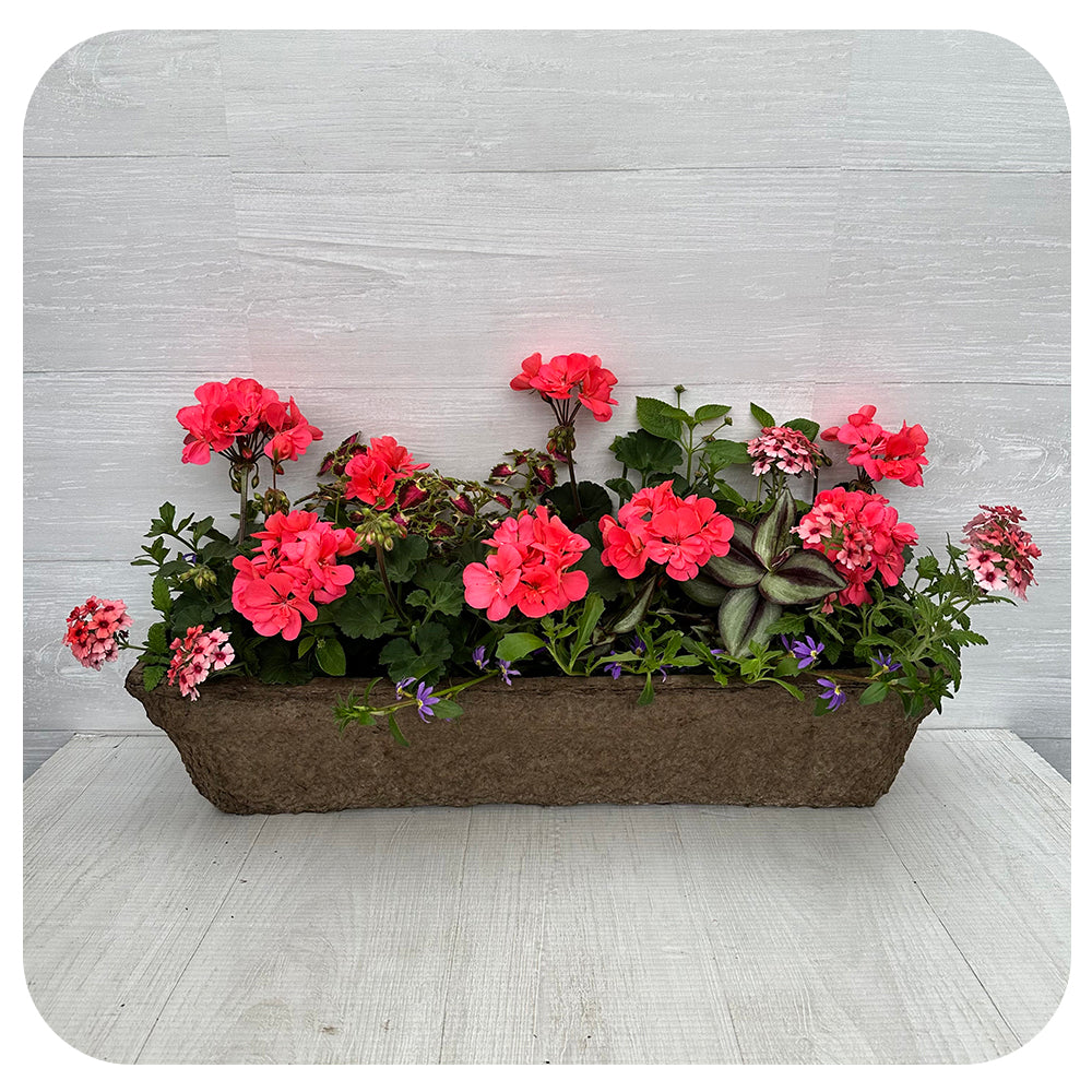 Window Box Sun - Pink Geranium with Pink Verbena