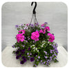 Hanging Basket Sun - Lavender Geraniums with Blue Bacopa and Blue Calibrachoa