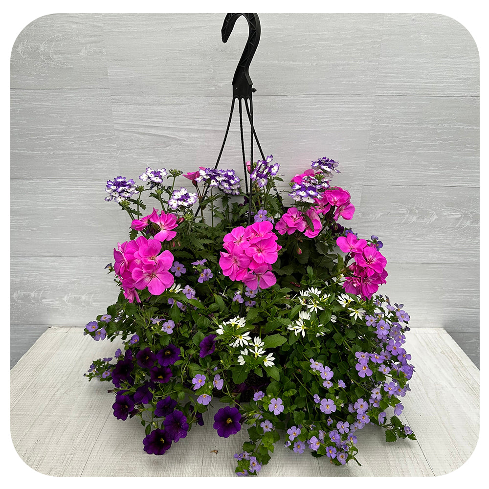 Hanging Basket Sun - Lavender Geraniums with Blue Bacopa and Blue Cali ...