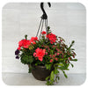 Hanging Basket Sun -Pink Geranium with Blue Verbena and Coleus