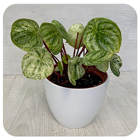 Peperomia 'Watermelon Goldust'