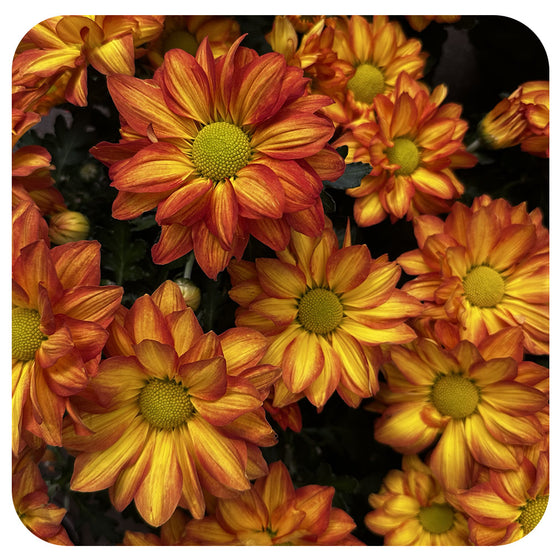 Pelee Chrysanthemum